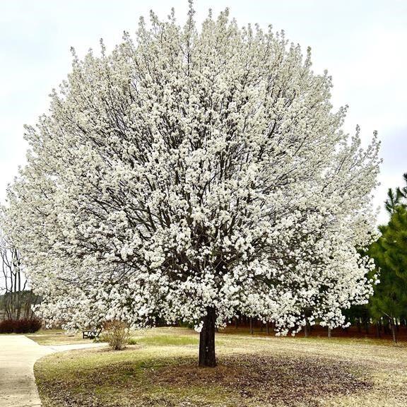 Callery pear tree: How to manage an invasive former favorite